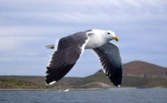 Yellow-Footed Gull photo 3