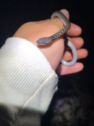Islas Revillagigedo Nightsnake