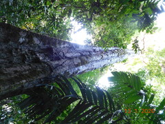 Dilodendron costaricense