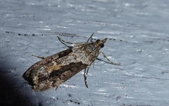 Eudonia submarginalis