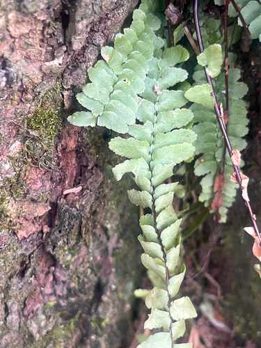 Foto de Asplenium platyneuron