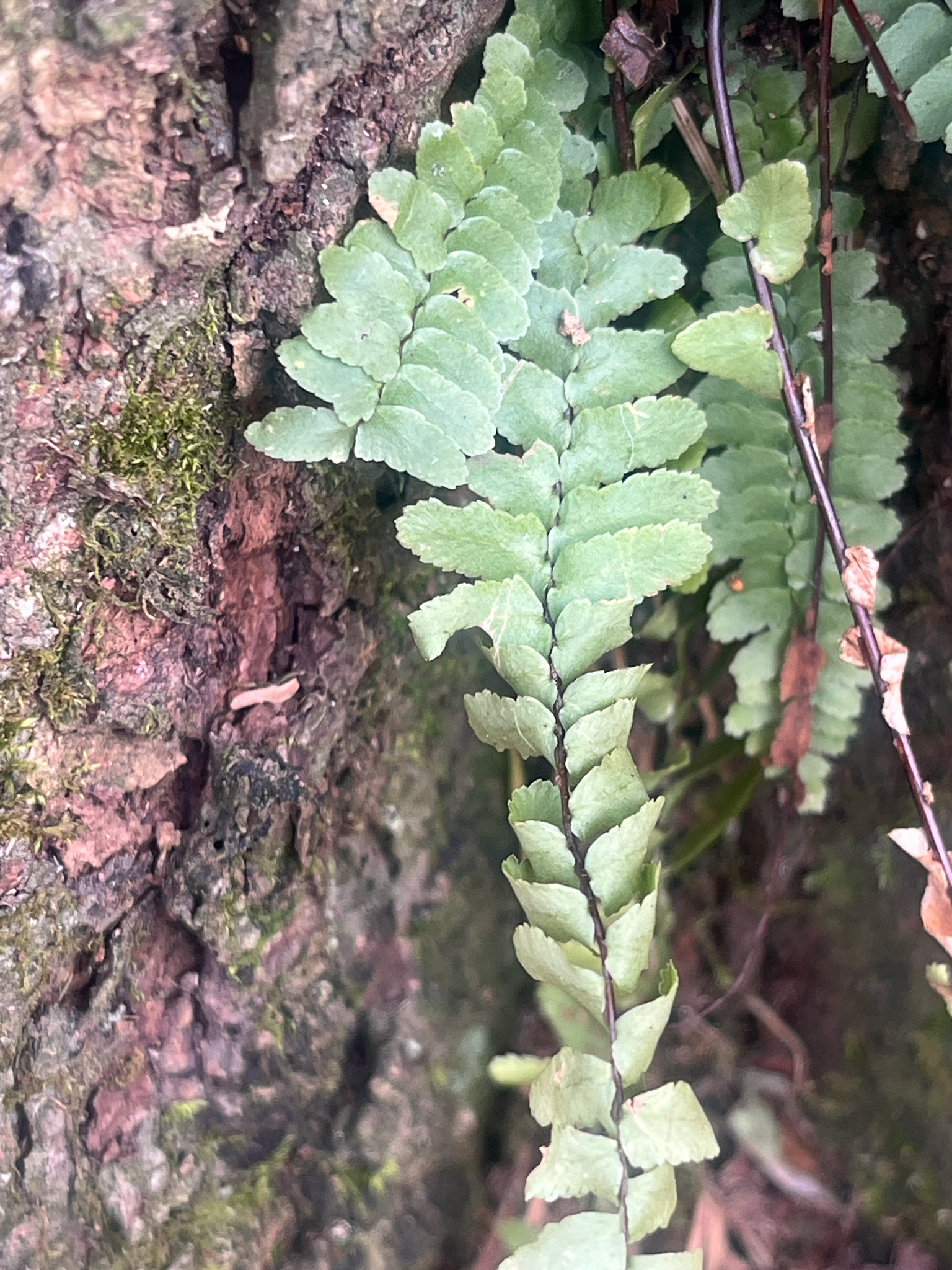 Imagem de Asplenium platyneuron