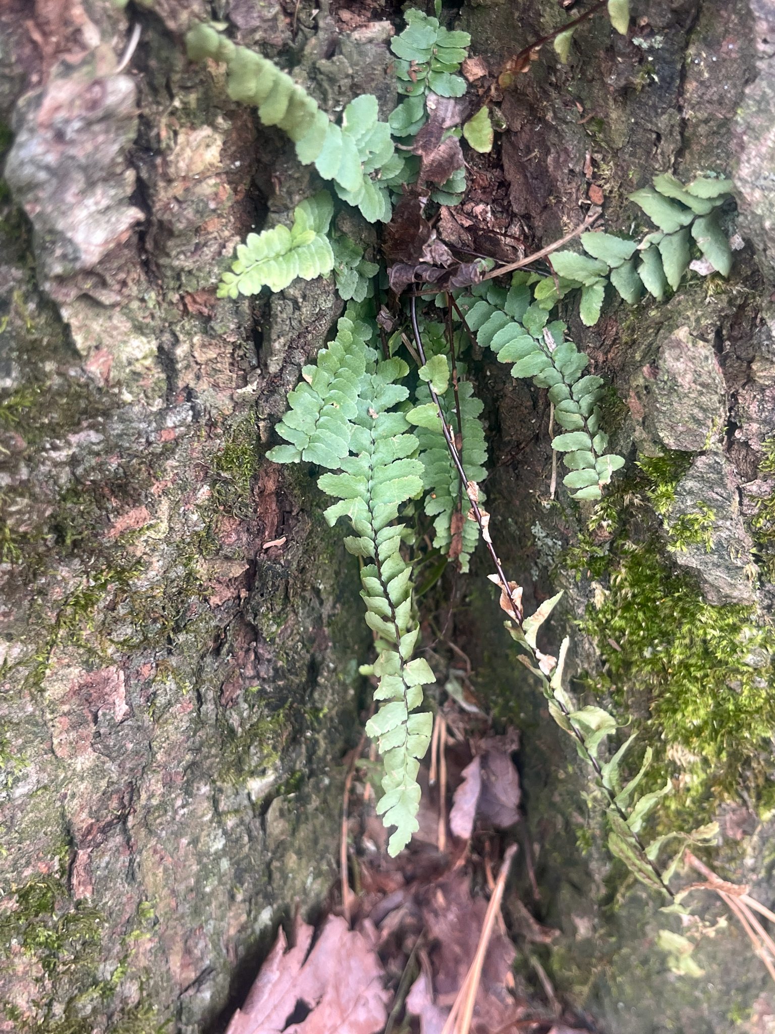 Imagem de Asplenium platyneuron