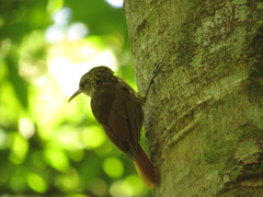 Xiphorhynchus fuscus