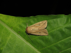 Mythimna decisissima