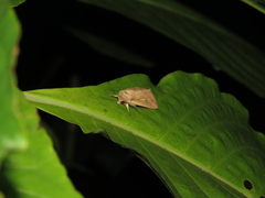 Mythimna decisissima