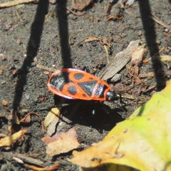 Pyrrhocoris apterus