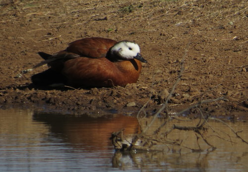 South African Shelduck, photo 8 of 9