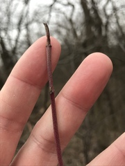 Cornus obliqua
