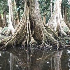 Pterocarpus officinalis