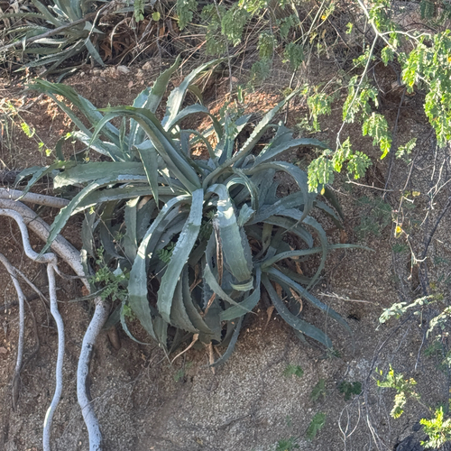 Agave capensis Gentry