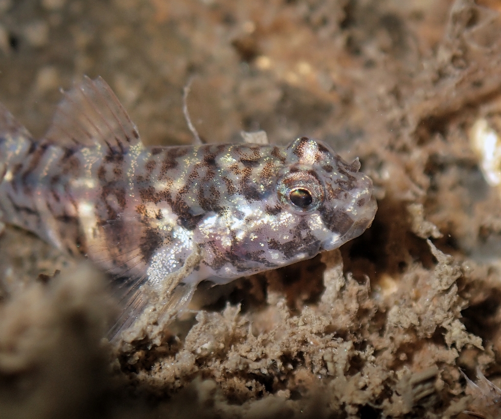 Janss' cleaner goby (Tigrigobius janssi) — Gobiidae