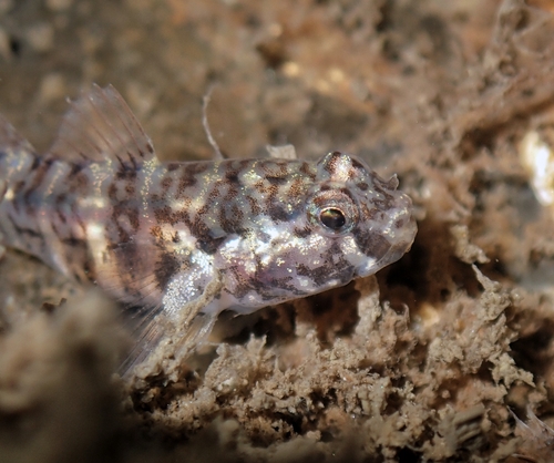 Janss' cleaner goby (Tigrigobius janssi) — Gobiidae