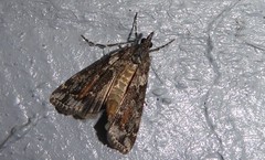 Eudonia submarginalis