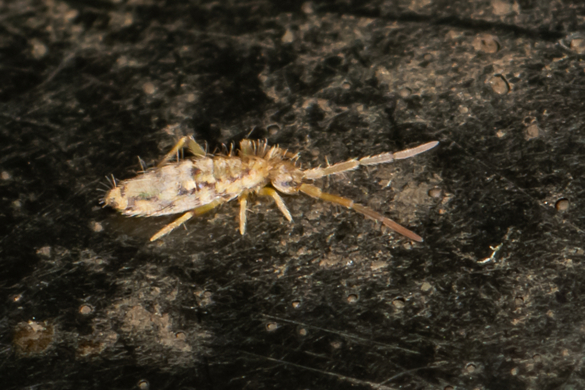 Entomobrya intermedia G.Brook, 1884