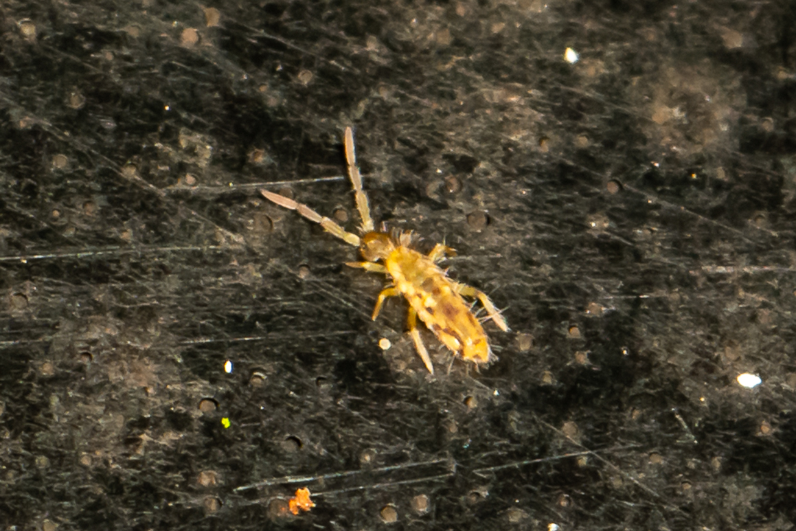 Entomobrya intermedia G.Brook, 1884