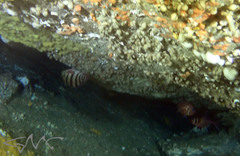 Hypoplectrodes nigroruber