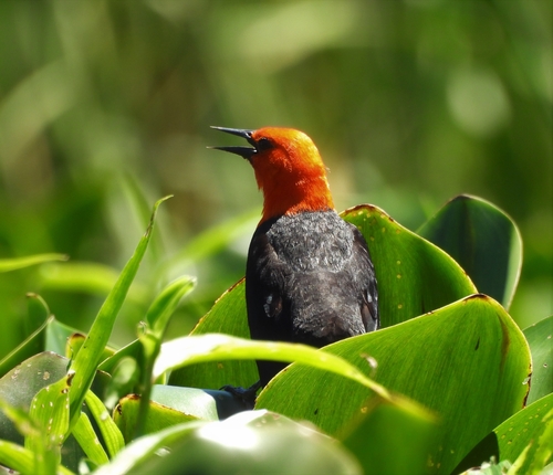 Scarlet-headed Blackbird