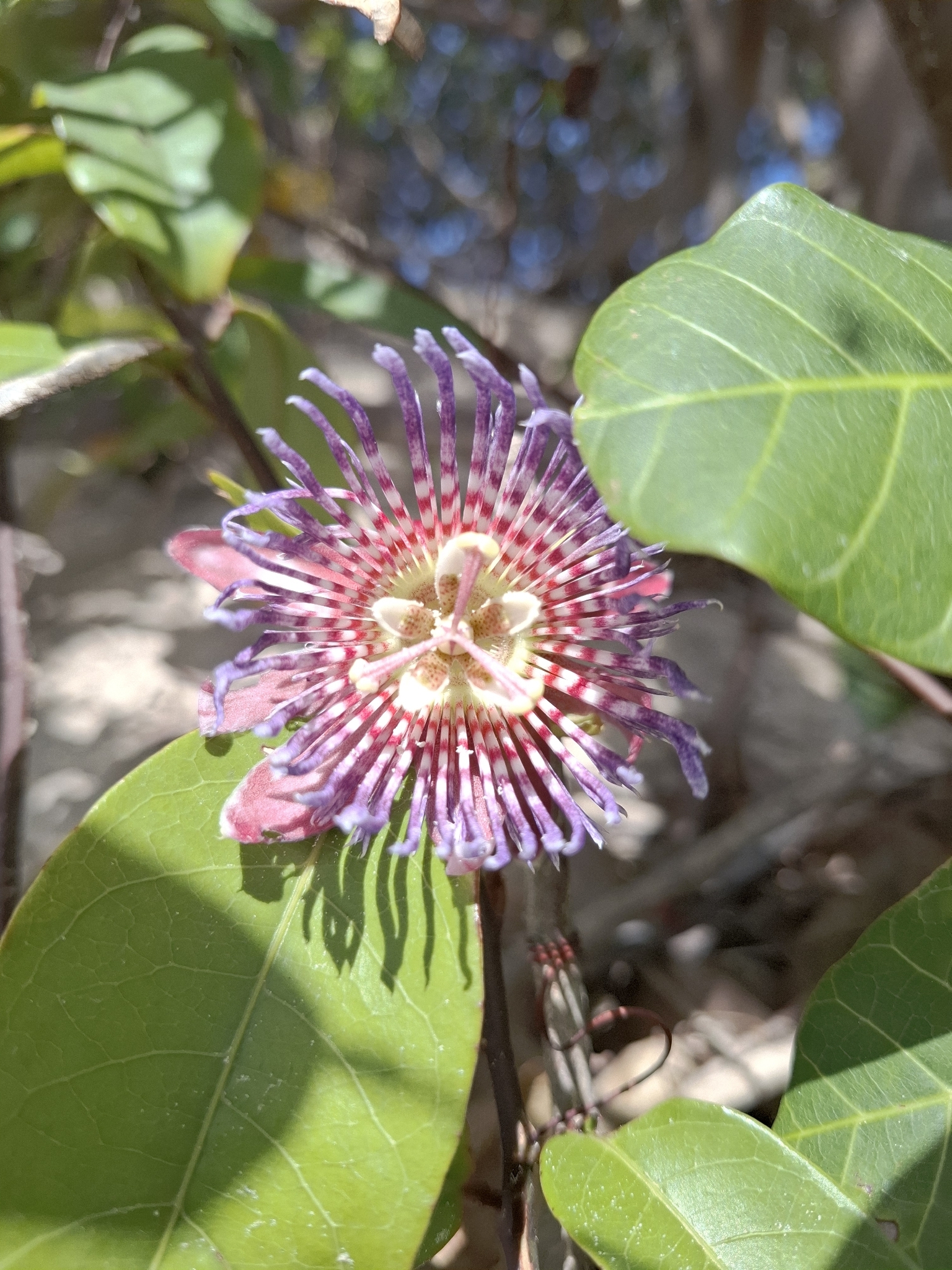 Passiflora laurifolia