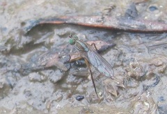 Tetrachaetus bipunctatus