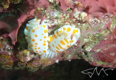 Goniobranchus tasmaniensis