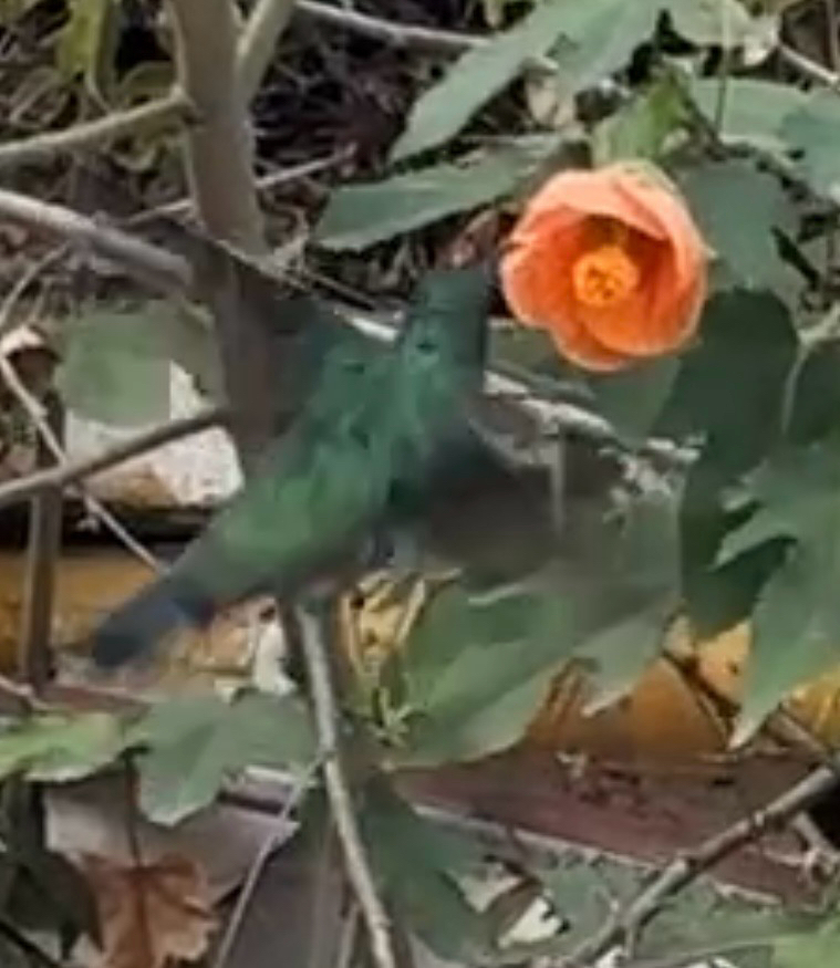Sparkling Violetear (Colibri coruscans), photo 3