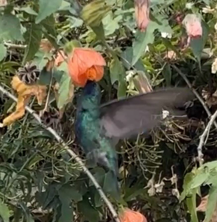 Sparkling Violetear (Colibri coruscans), photo 2