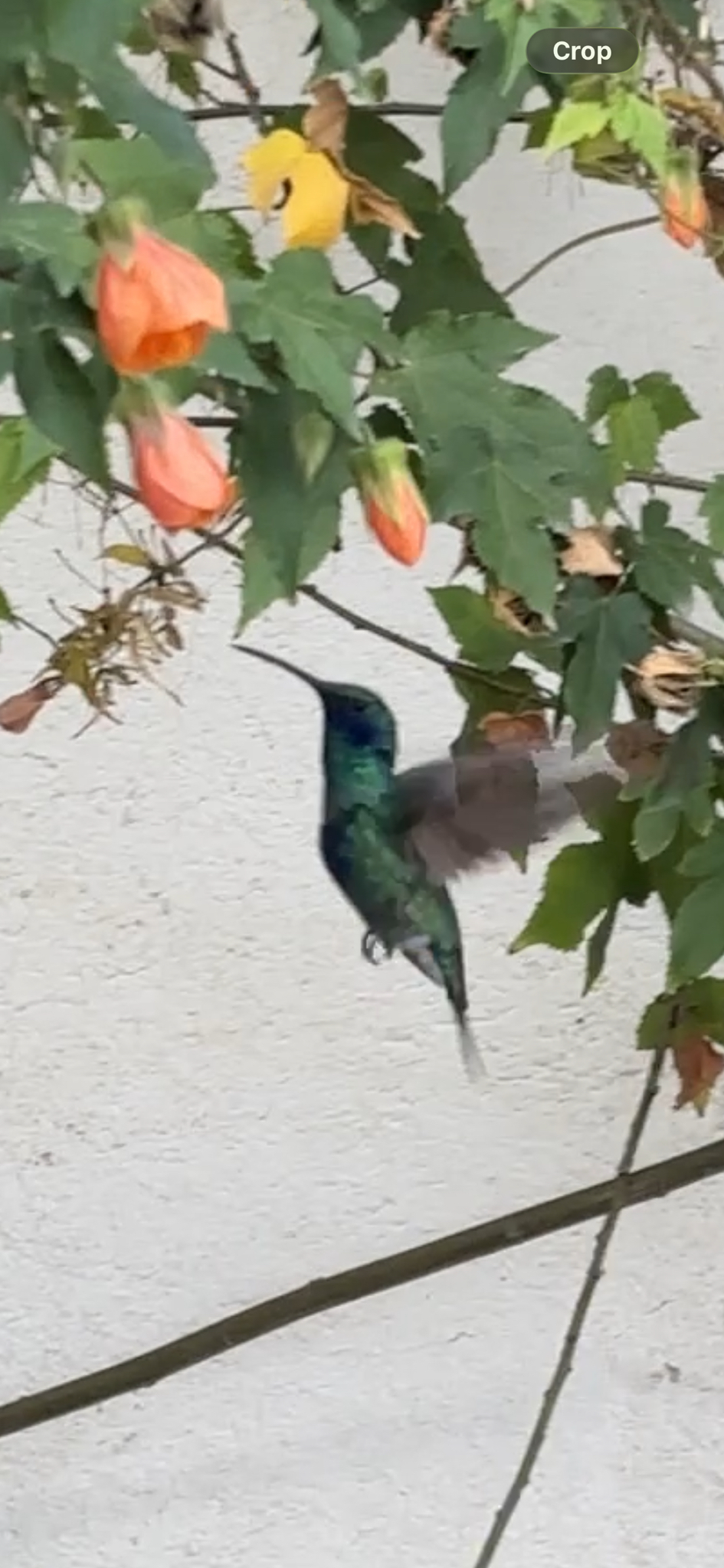 Sparkling Violetear (Colibri coruscans), photo 1