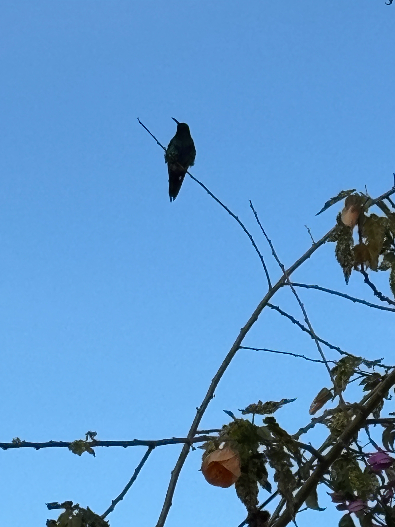 Sparkling Violetear (Colibri coruscans), photo 4