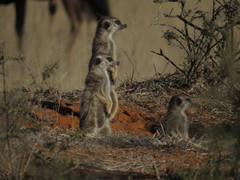Suricata suricatta