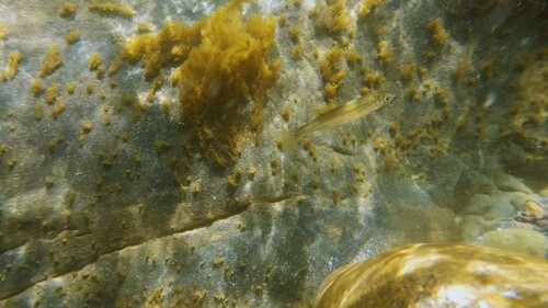 Peruaanse pejerrey (Basilichthys semotilus) — Atherinopsidae