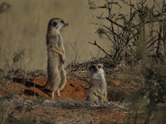 Suricata suricatta
