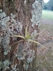 Tillandsia aeranthos