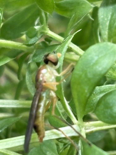 Unknown species found near Long Island, New York, NY, US