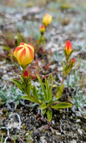 Gentianella scarlatina