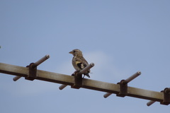 Carduelis carduelis