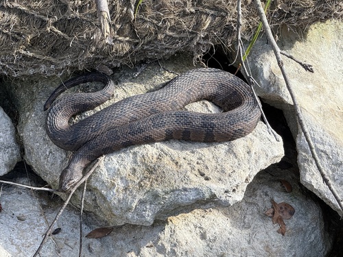 Brown Watersnake