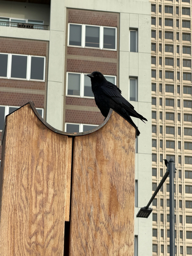American Crow