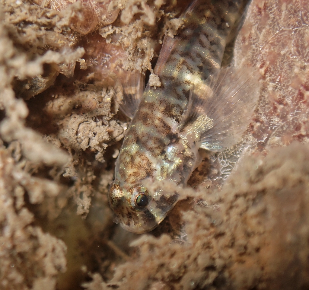 Janss' cleaner goby (Tigrigobius janssi) — Gobiidae