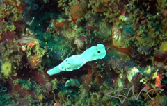 Glossodoris angasi