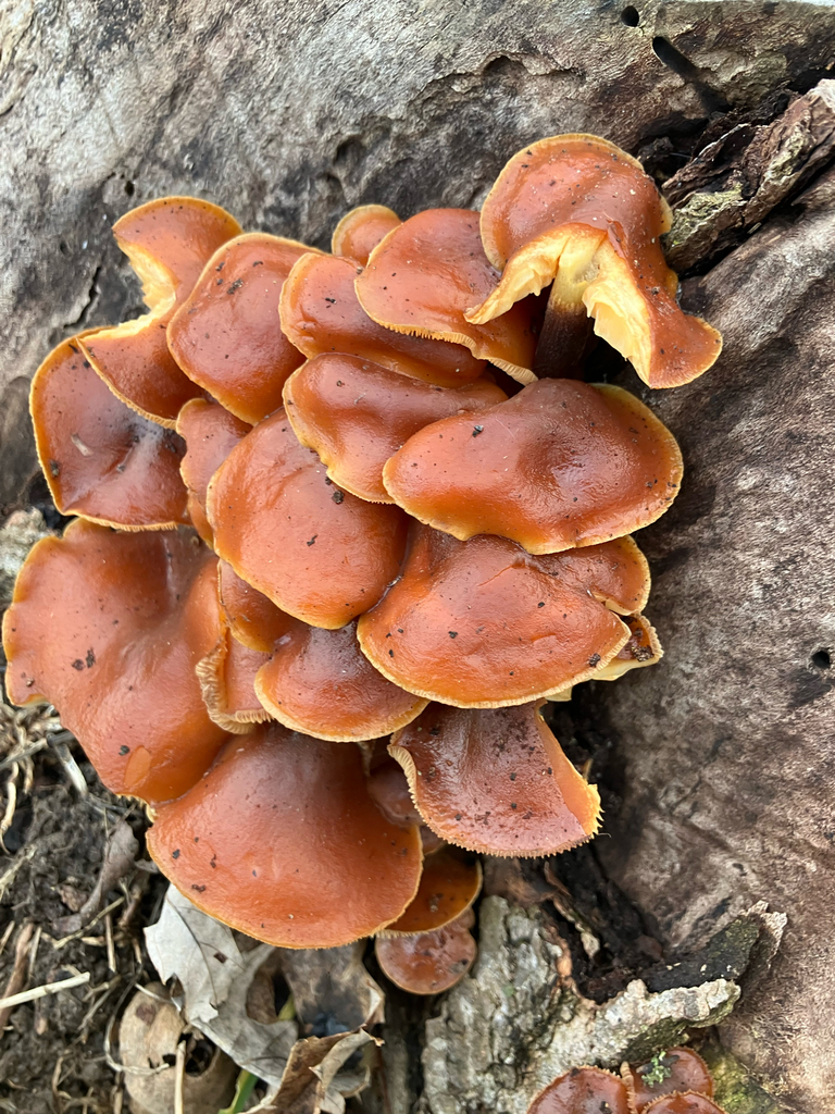 Flammulina velutipes · January 2026 · photo: © samallonthesciencemon (iNaturalist, cc0)