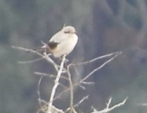 Northern Shrike (Lanius borealis), photo 7