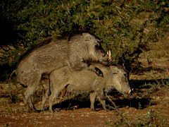 Common Warthog photo 4