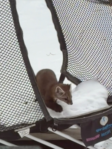 American Marten observed by emmadaffern