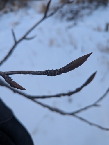 Balsam poplar