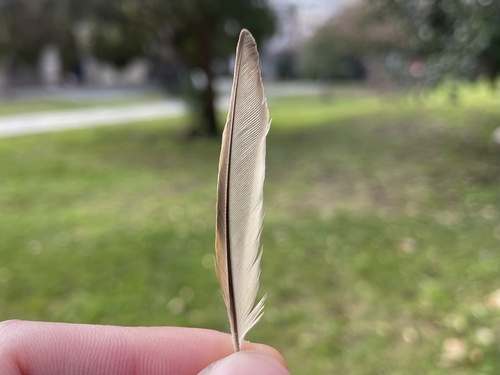 Plume de Moineau friquet
