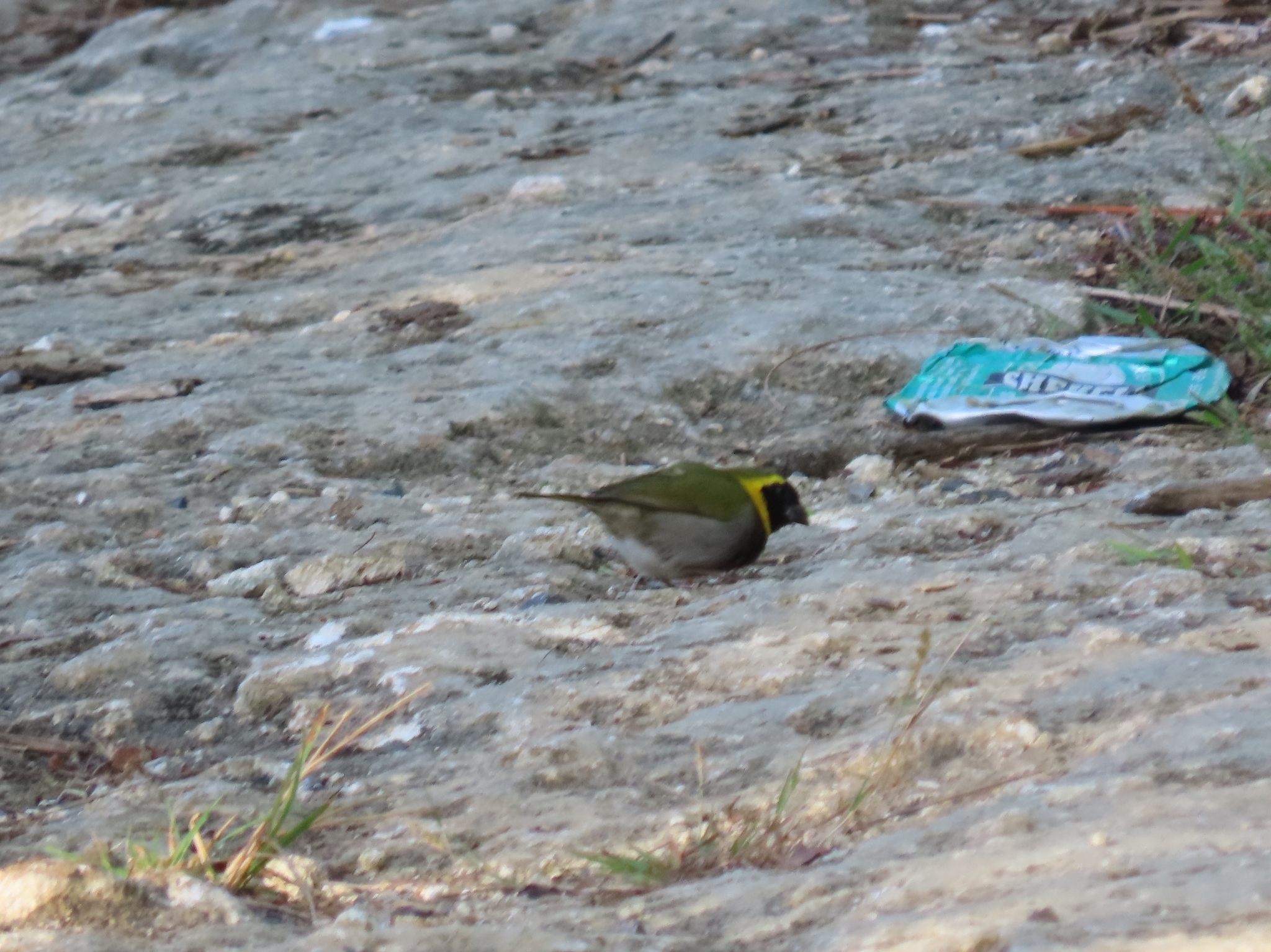 Cuban Grassquit (Phonipara canora), photo 2