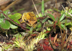 Dendropsophus werneri