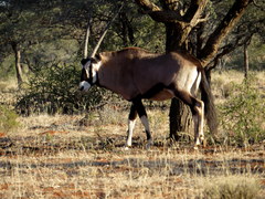 Oryx gazella