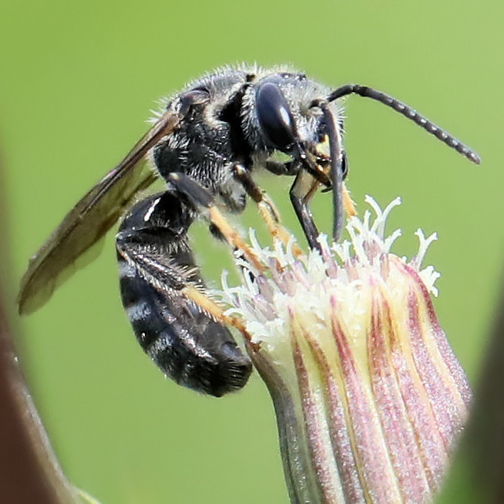 Pointed Sweat Bee